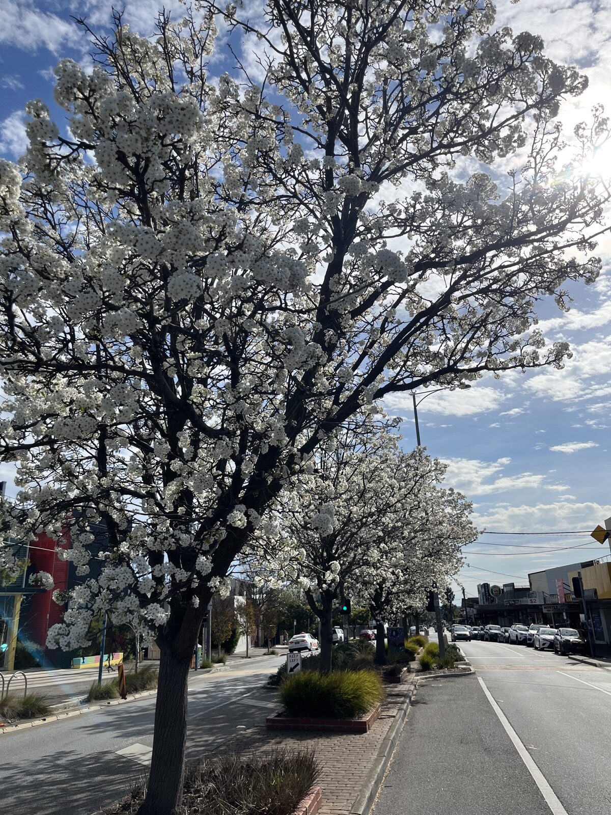White blossom on street trees above a shopping street, with footpaths and parked cars under a blue sky.